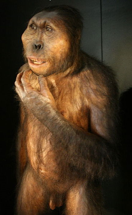 Get its replica, half scaled crafted after it was discovered by dr. Our Ancestors Should Have Avoided Parathropus Boisei