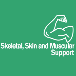 Skeletal Skin Muscular Support