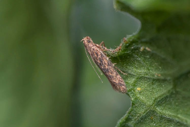 Insecticides Andermatt Group Ag - Space Texture Collection - Desktop Quality