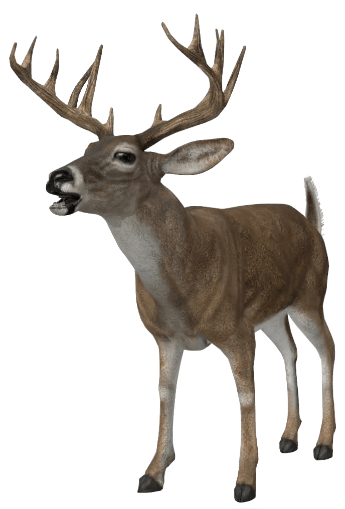 Google 3d animals & ar objects: full list & gallery