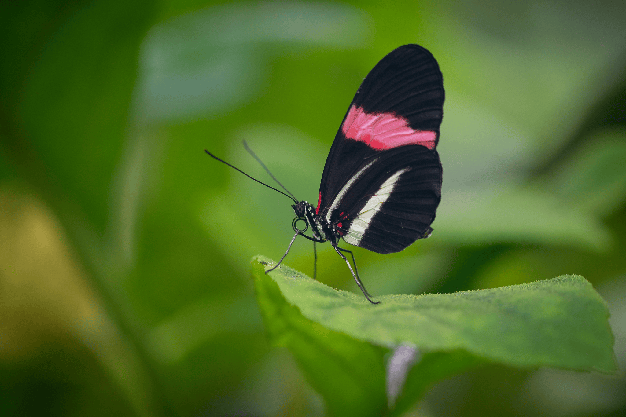 Nature & Wildlife