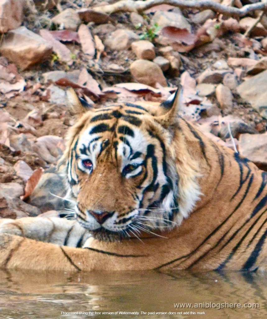 Call of the Wild - Ranthambore, Rajasthan -2025 5 ranthambore ranthambore