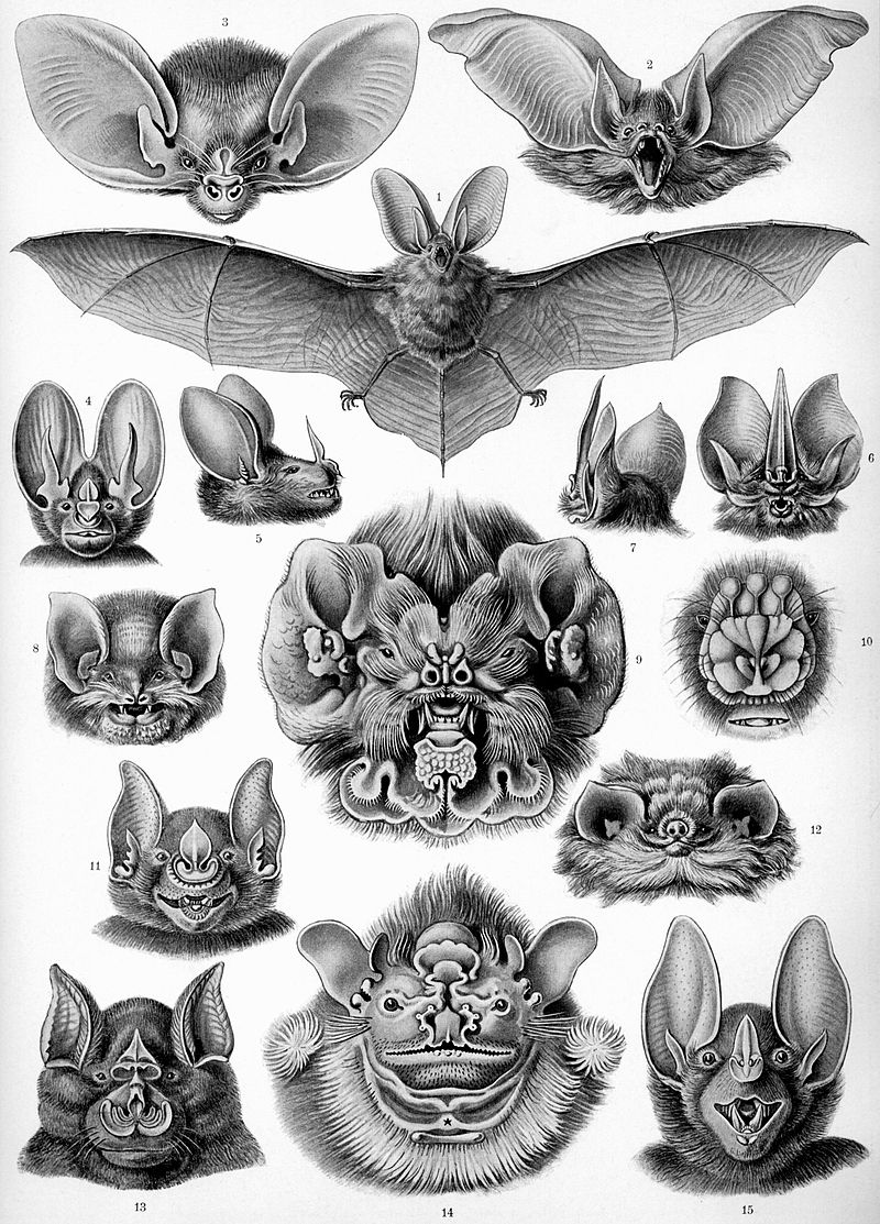 It's true that processed convenience foods are often a lot more affordable than the nutritious options. Bat Facts - Animal Facts Encyclopedia
