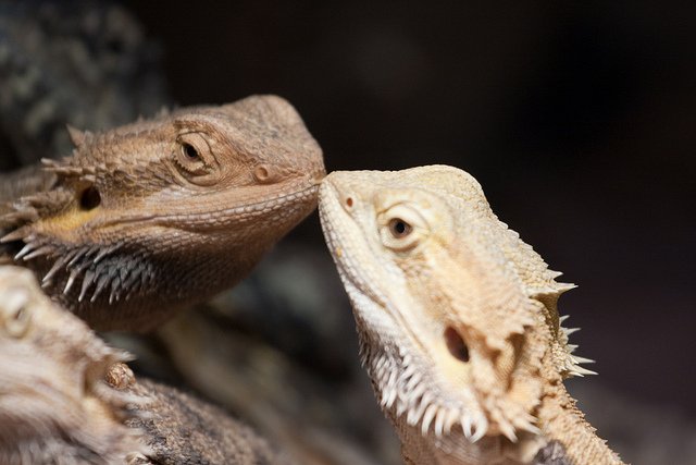 Cute best friend photo ideas/ pics to take together. 17 Photos of Adorable Animals Kissing | Animals Zone