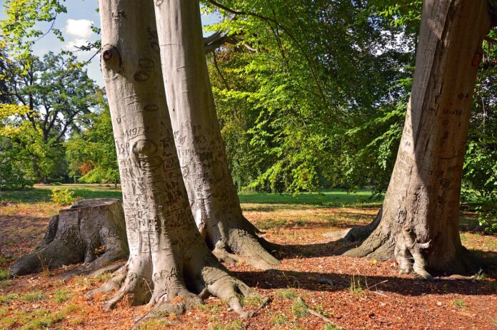 How to kill tree roots