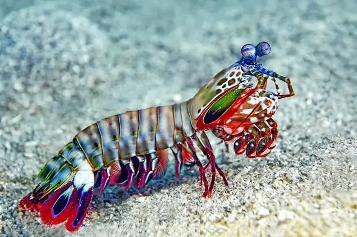 peacock mantis shrimp on ocean floor