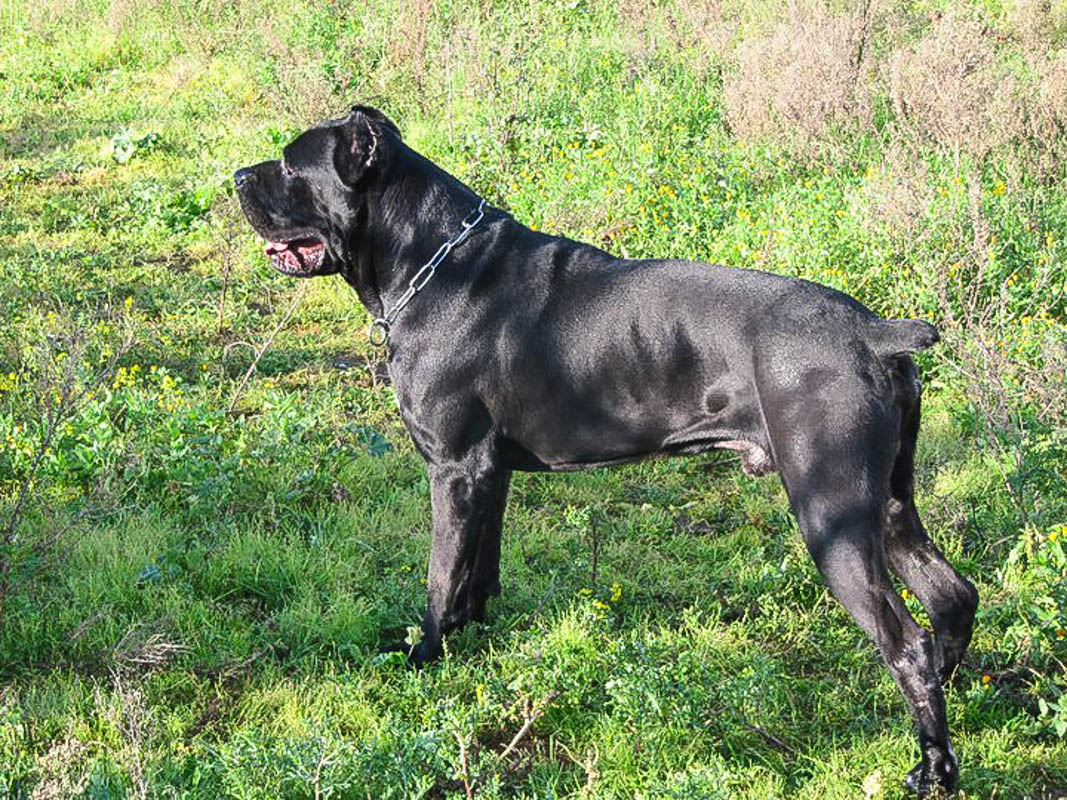 Cane Corso Dog standing in a green field