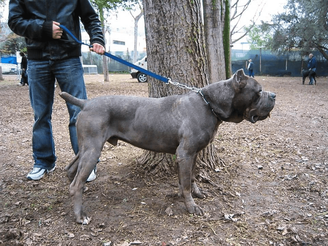 Cane Corso Dog standing next to a tree