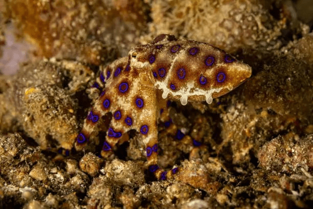 Highly venomous blue-ringed octopus displaying bright blue rings in ocean water. dangerous animals that look cute