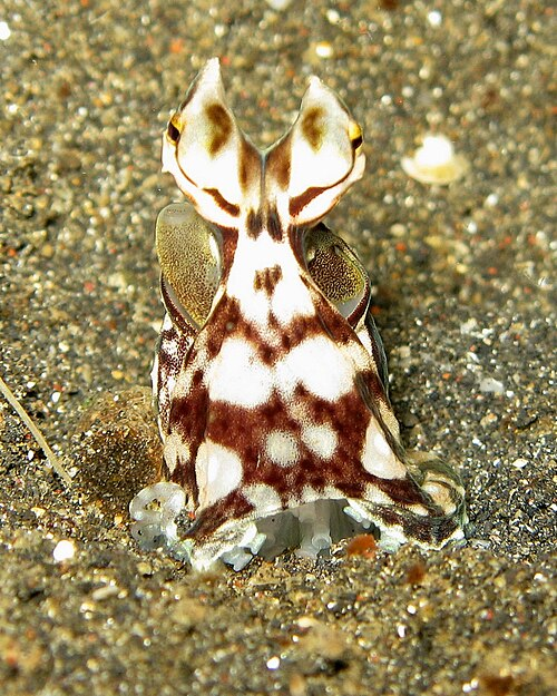 Mimic octopus with strong contrasting patterns on its body on the ocean floor