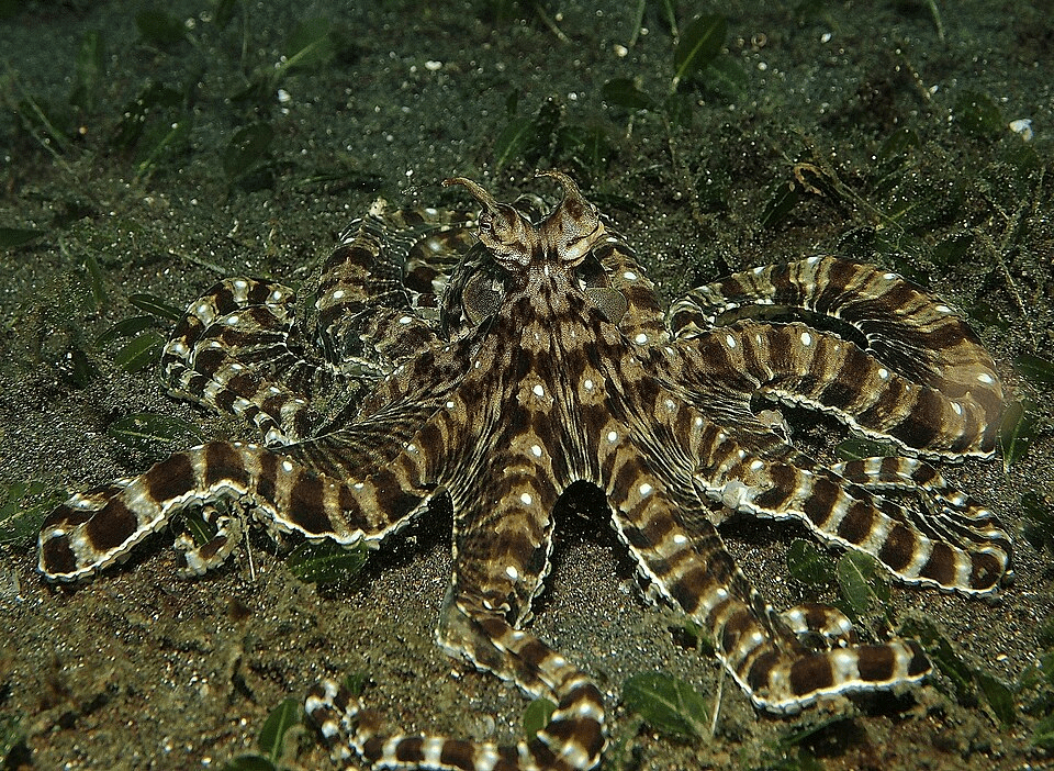 Mimic octopus with extended arms imitating the movement of a marine organism