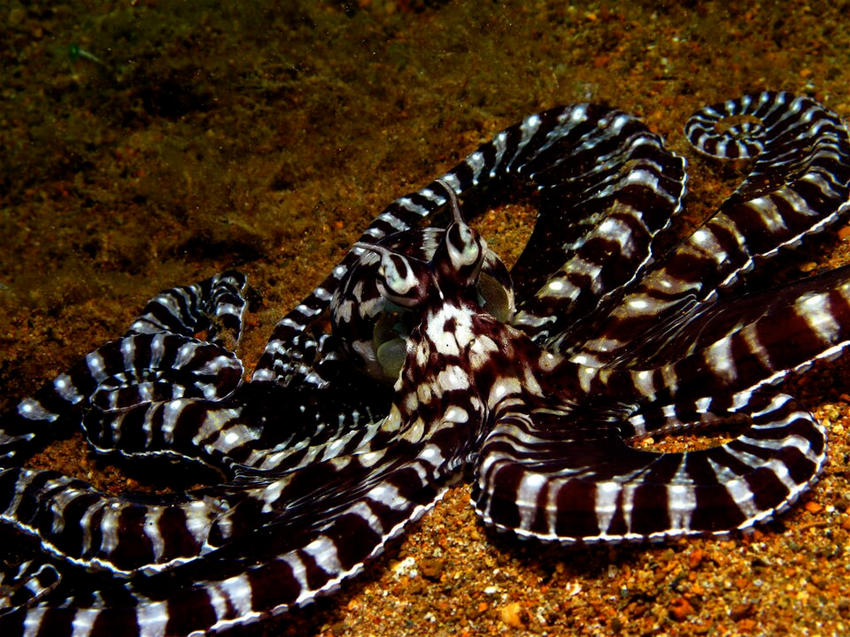 Black and white mimic octopus showing intense camouflage and high contrast patterns