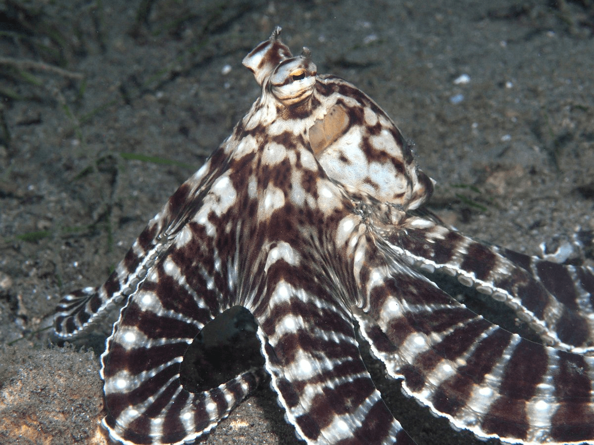 Mimic octopus imitating the appearance of a poisonous sea creature on the sandy seabed