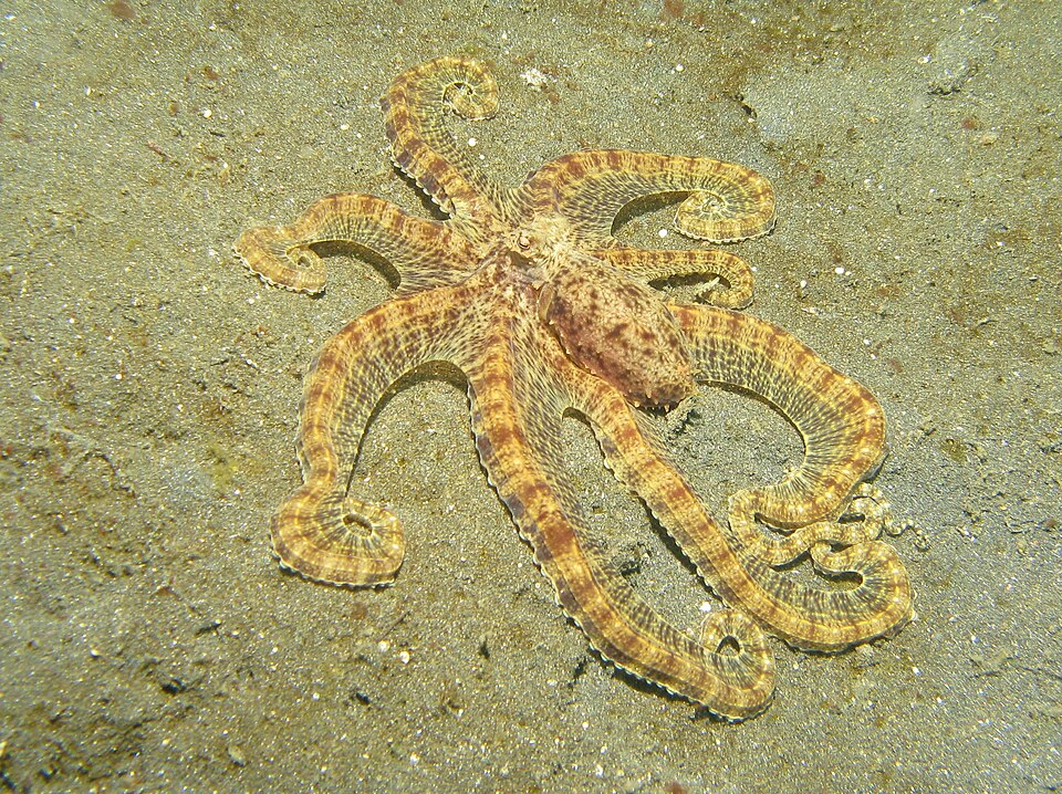 Light yellow mimic octopus resting on sand with arms spread out