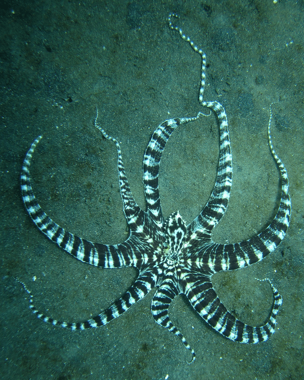 Blue mimic octopus showing curled arms in a symmetrical defensive pattern