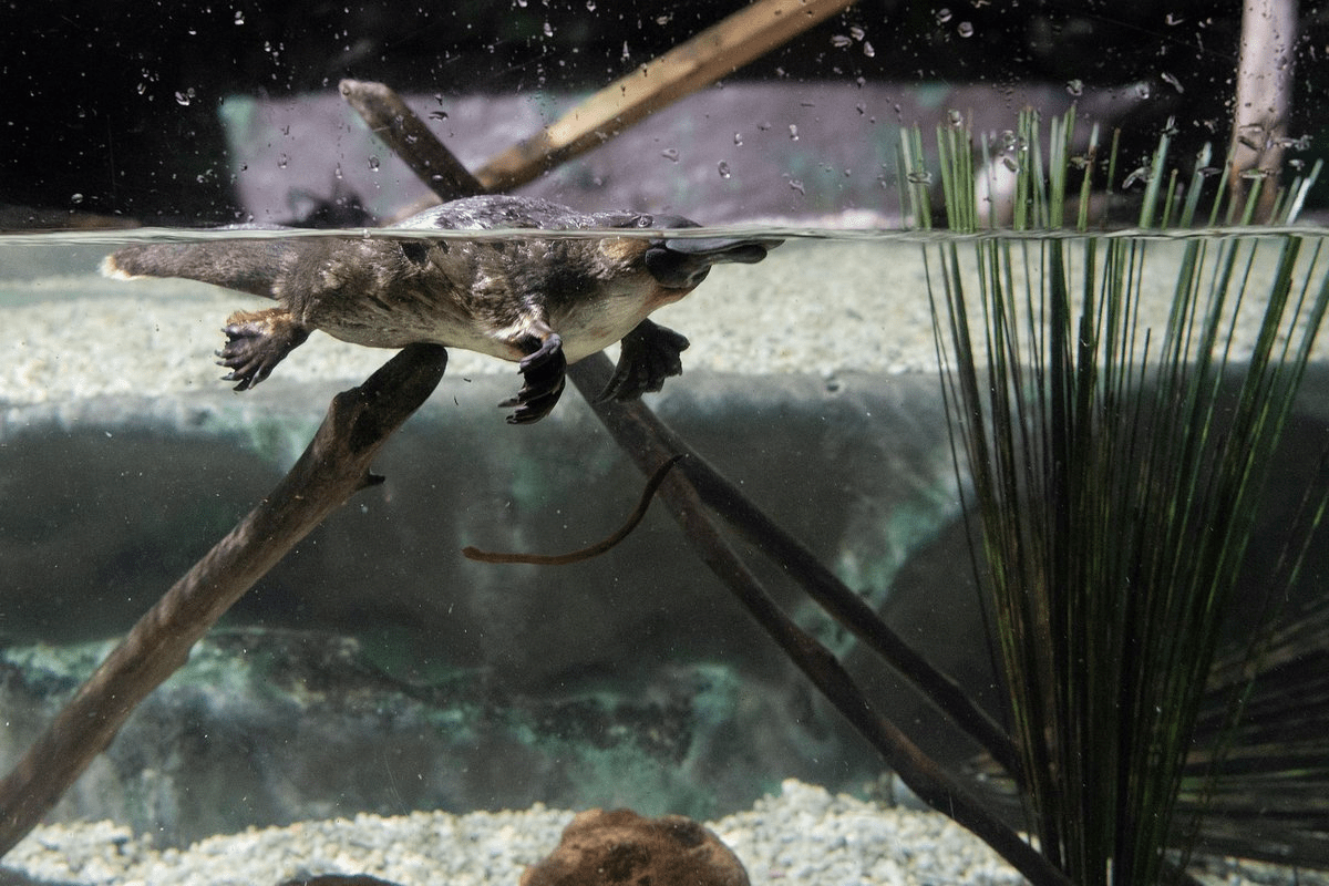 Platypus swimming in water, a unique mammal with a duck-like bill and venomous spurs on males that can cause intense pain.