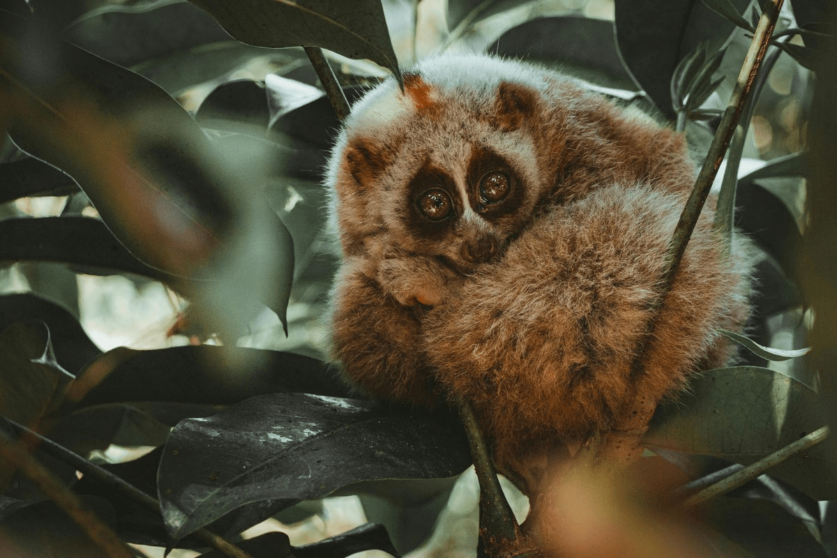 Close-up of a slow loris, a small nocturnal primate that looks cute but can deliver a venomous bite.