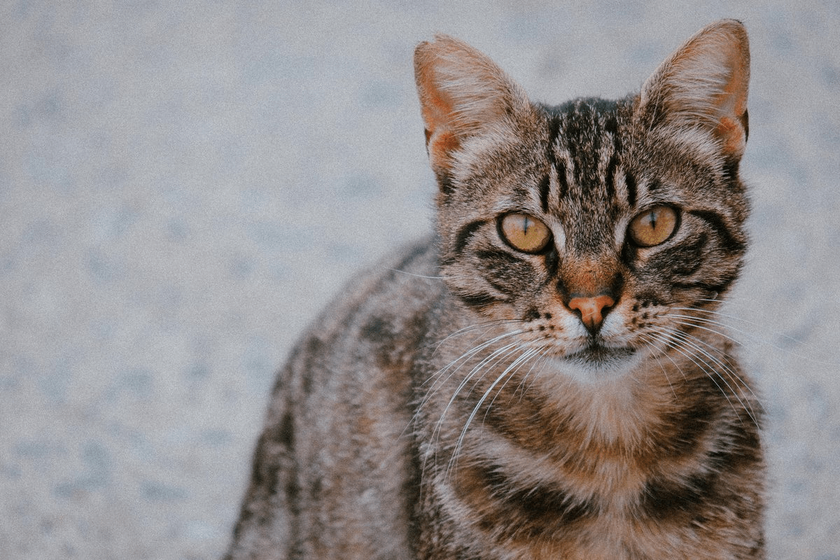Domestic cat looking calm and cute, a common pet that can still cause infections through bites and scratches due to bacteria.