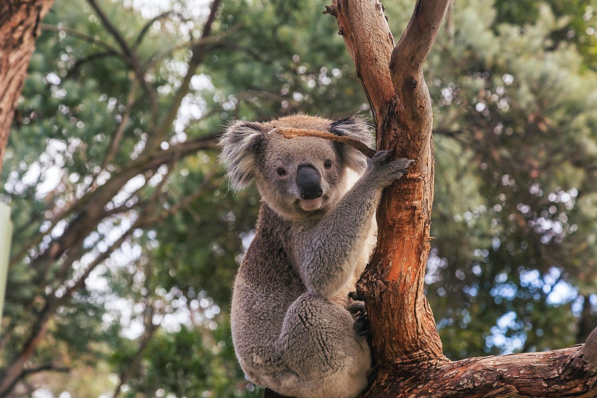 Koala resting in a tree, a slow-moving marsupial with sharp claws and strong defensive instincts when it feels threatened.
