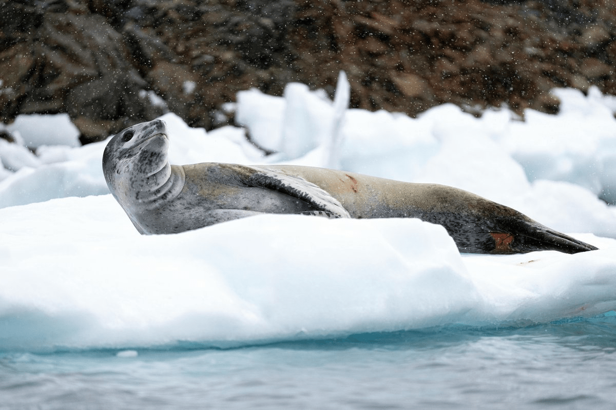 Leopard seal resting on ice with a “smiling” expression, a powerful Antarctic predator known for hunting penguins and strong aggressive behavior.