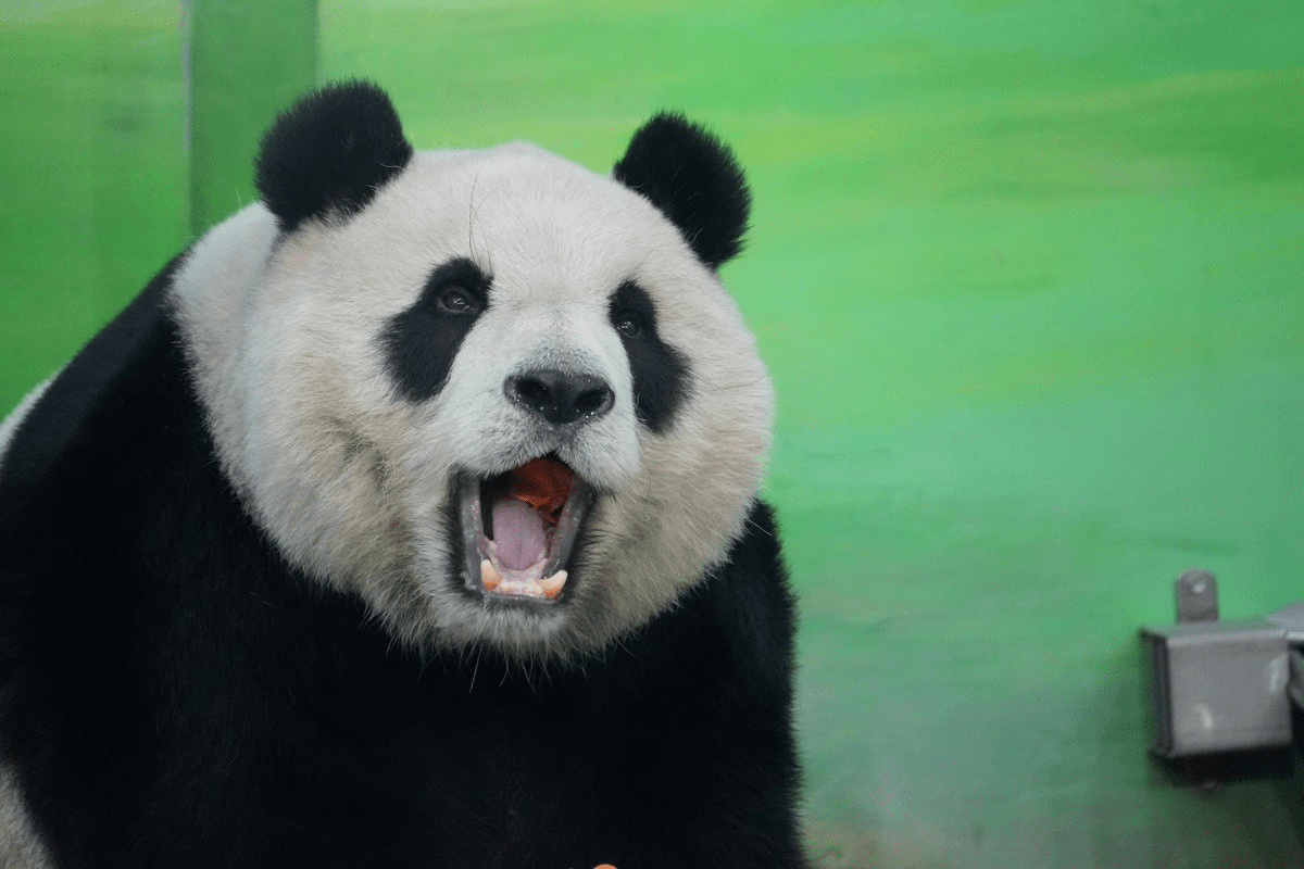 Giant panda sitting calmly and eating bamboo, a powerful bear species with strong jaws and significant physical strength despite its cute appearance.