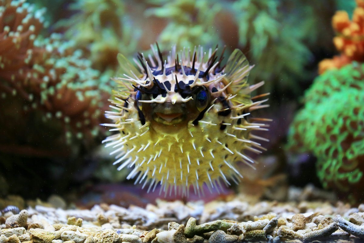Pufferfish inflating into a ball as a defense mechanism, showing its cute appearance despite being one of the most toxic marine animals due to tetrodotoxin.