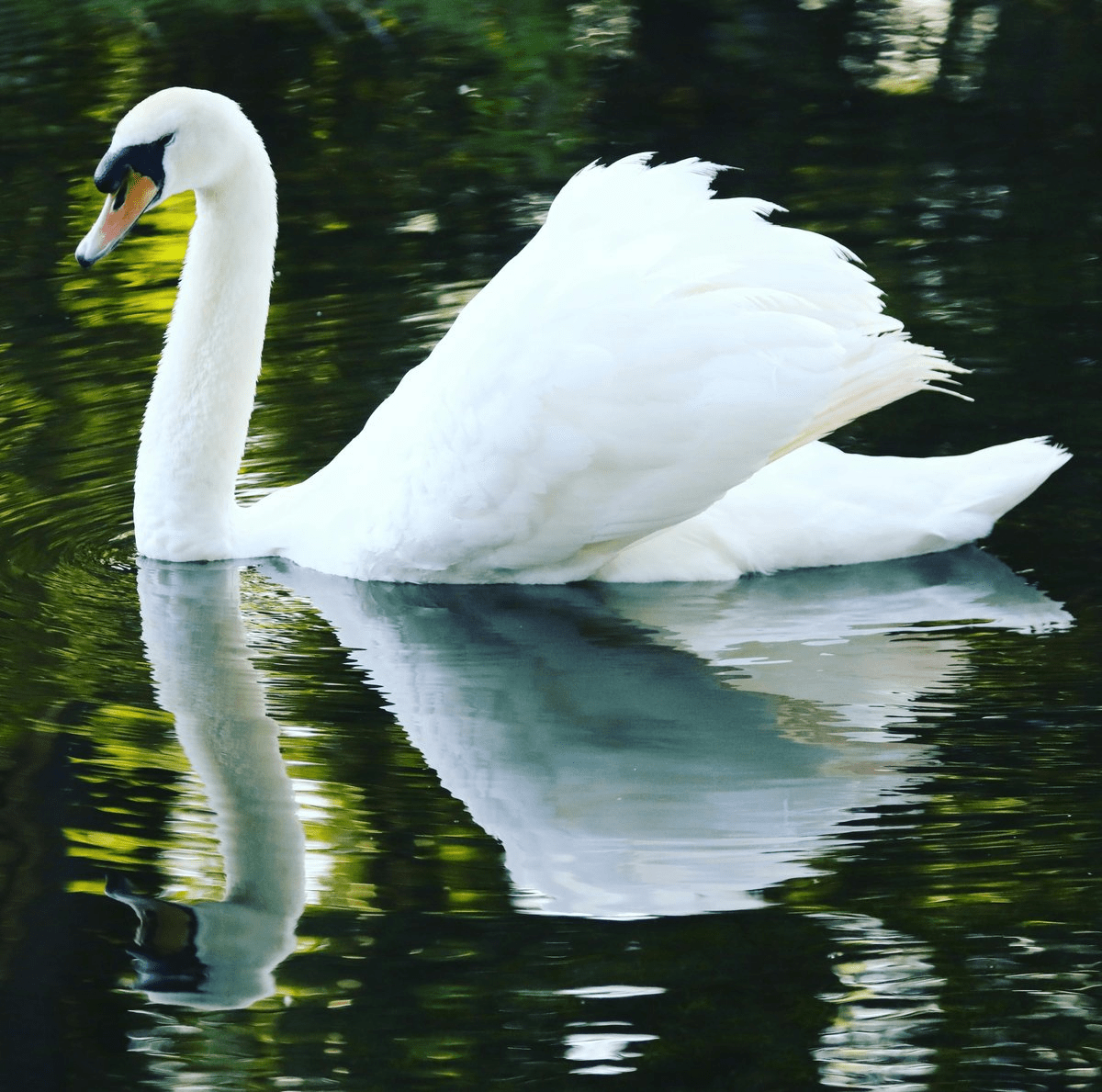 Swan swimming gracefully on a lake, appearing elegant and peaceful but known for territorial and aggressive behavior when threatened.