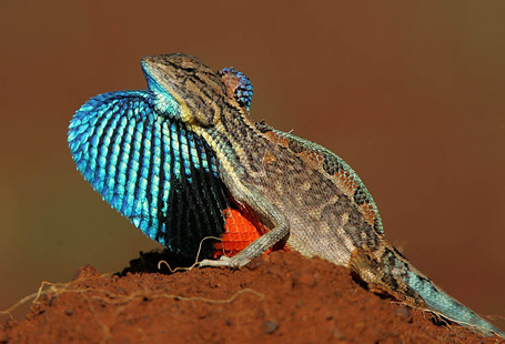 How Many Times Have Lizard Dewlaps Evolved? Anole Annals How Many Times Have Lizard Dewlaps Evolved? Anole Annals