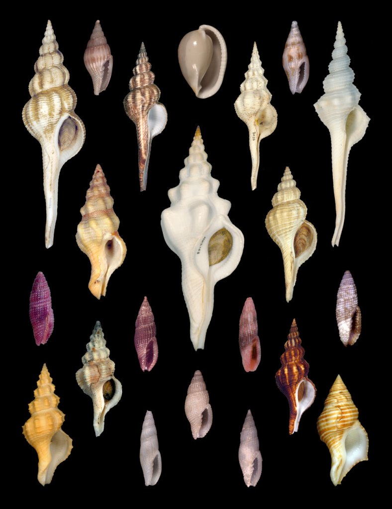 Plate showing many species of spindle shells