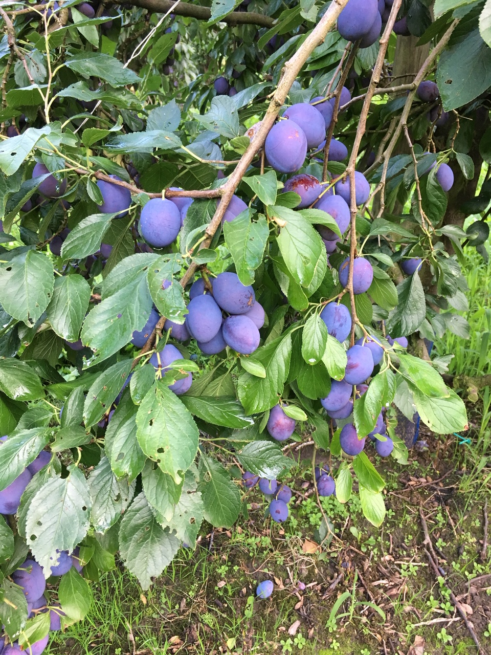 Malen Zu Handels Wassermusik Kitakram De