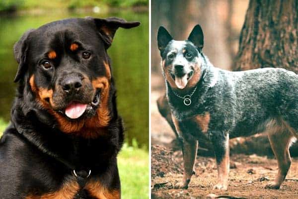 picture Rottweiler Australian Cattle Dog anything rottweiler