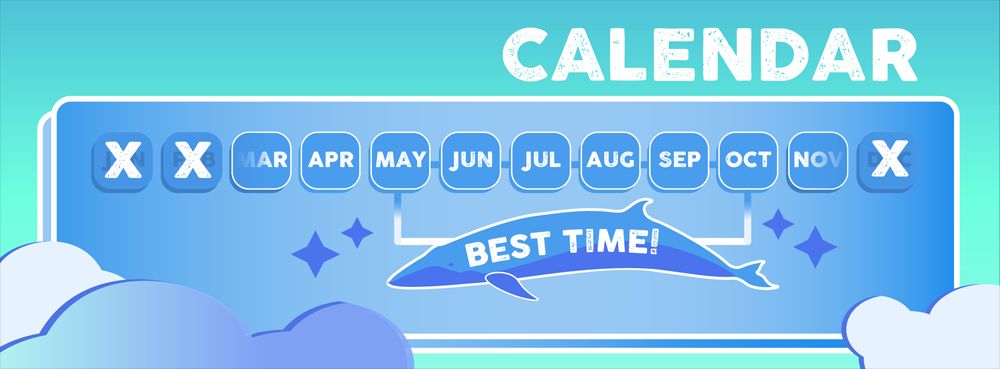 May on the boston coast is a. Whale Watching Boston Best Time Season 7 Tips