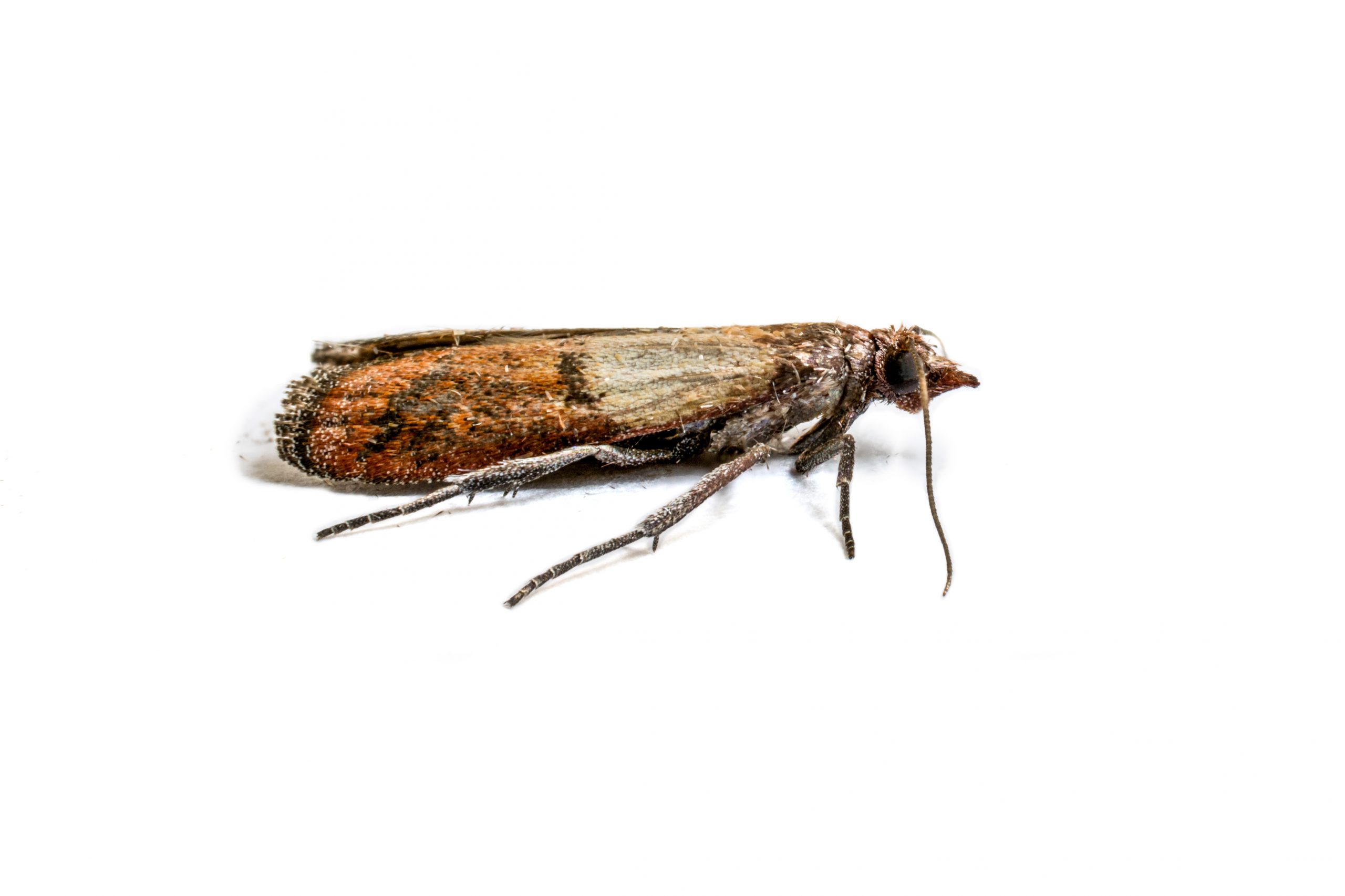 Mehl Maden Kche Motten Sechseck Marmor Mosaik Kchenfliesen