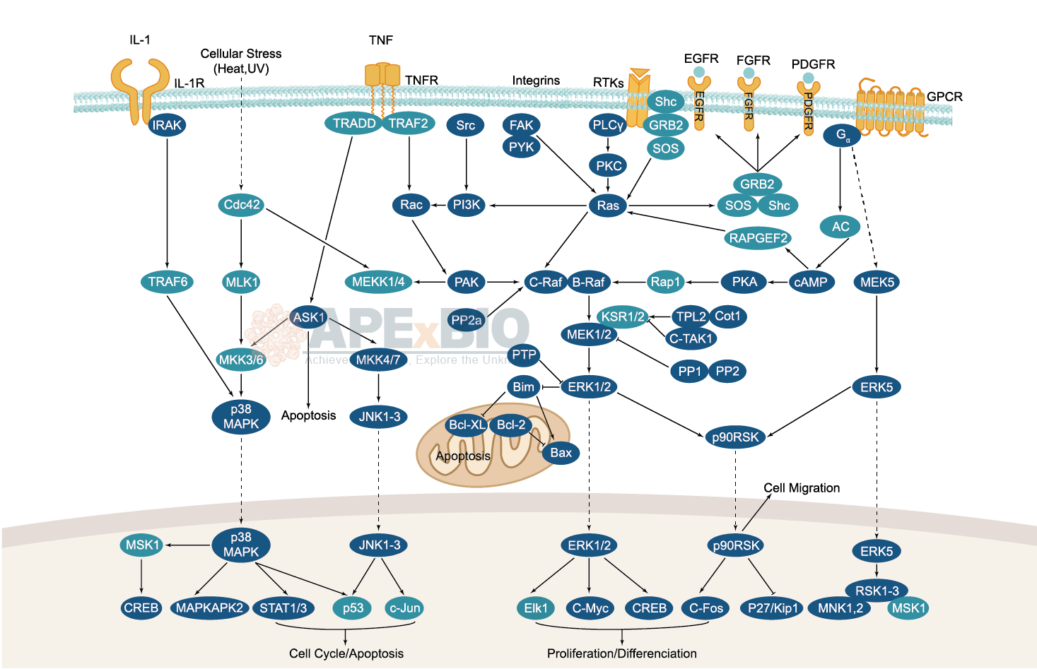 Signaling Pathway Mapping At Toni Esser Blog Mapk 