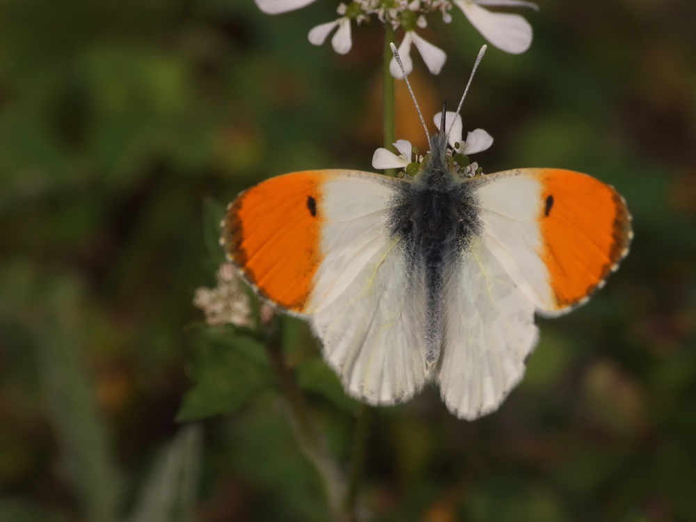 Anthocharis cardamines