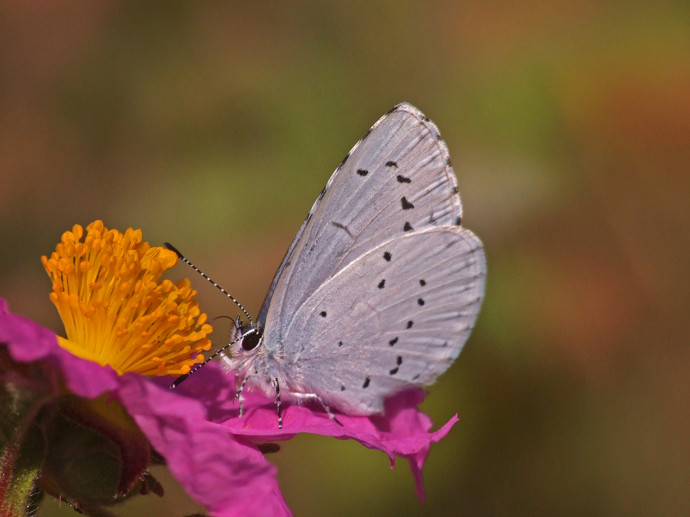 Celastrina argiolus