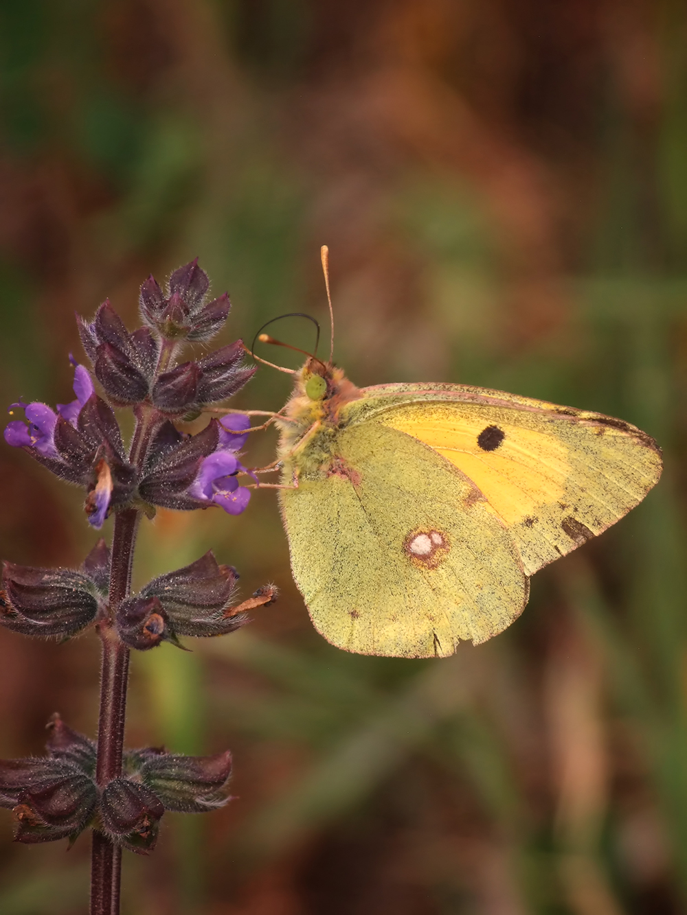 Colias croceus
