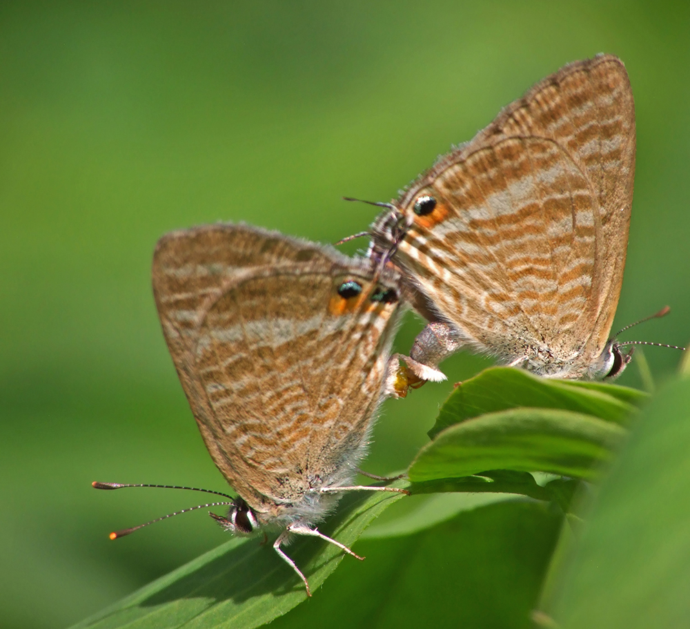 Lampides boeticus