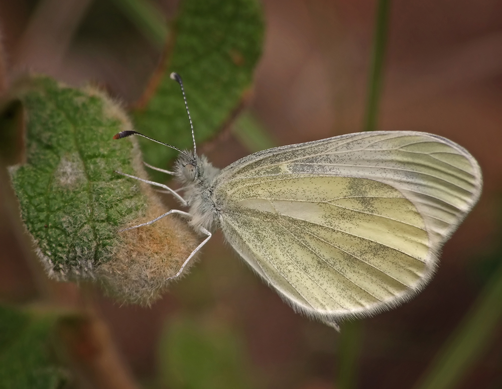 Leptitea sinapis