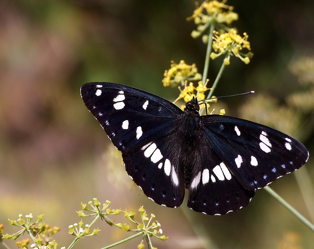 Limenitis reducta