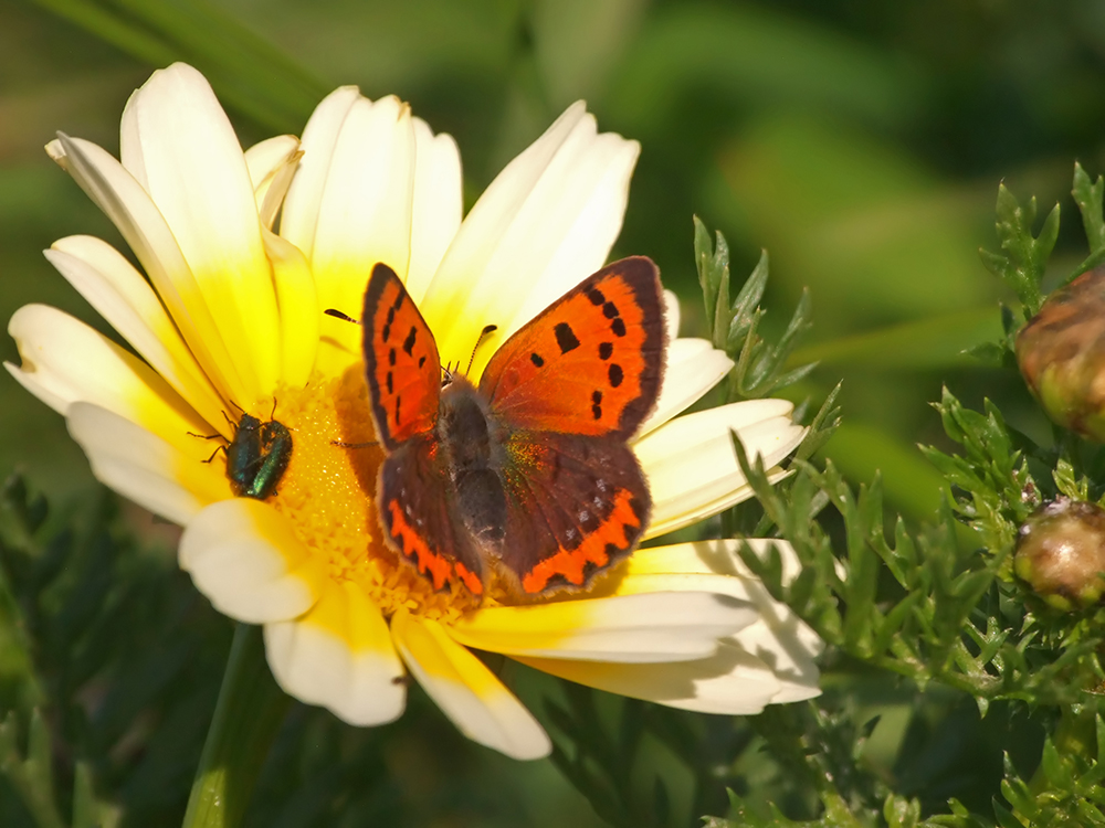 Lycaena phleas