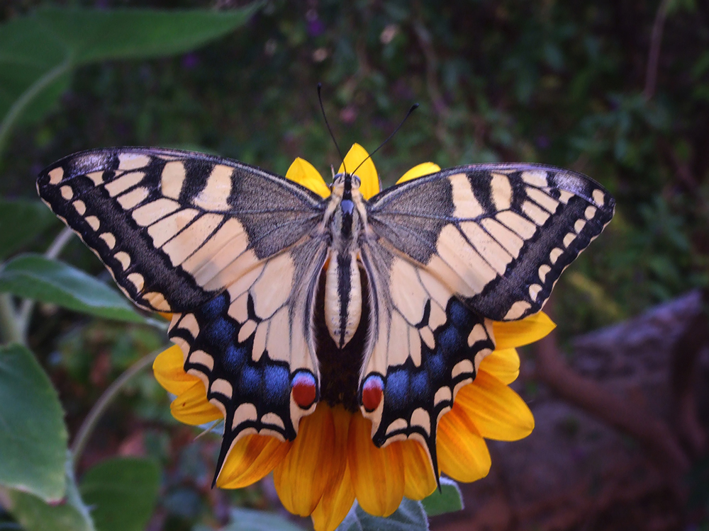 Papilio machaon