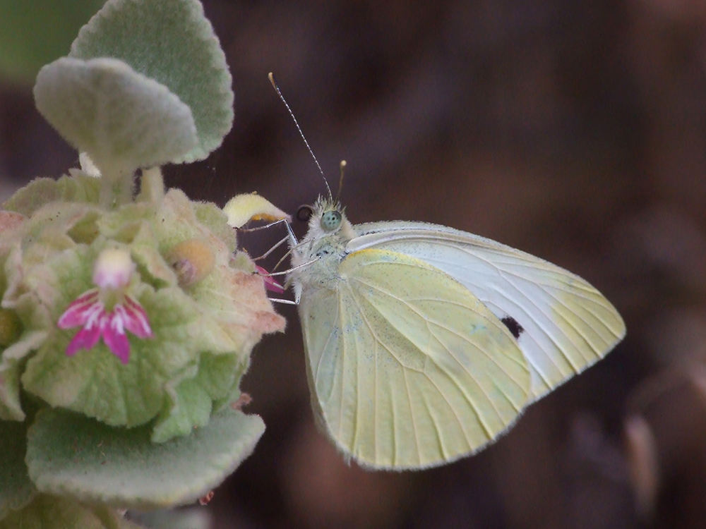 Pieris rapae