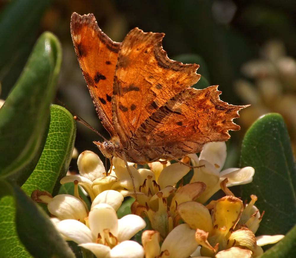 Polygonia egea