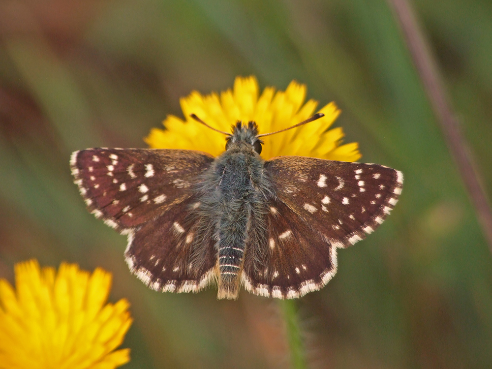 Spialia orbifer