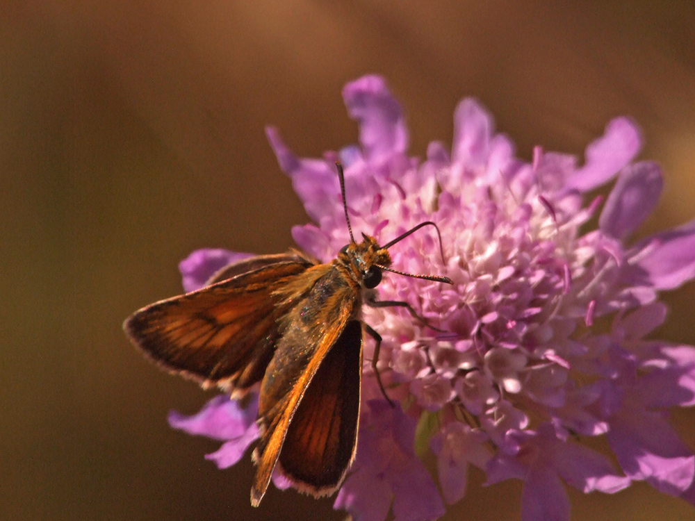 Thymelicus acteon