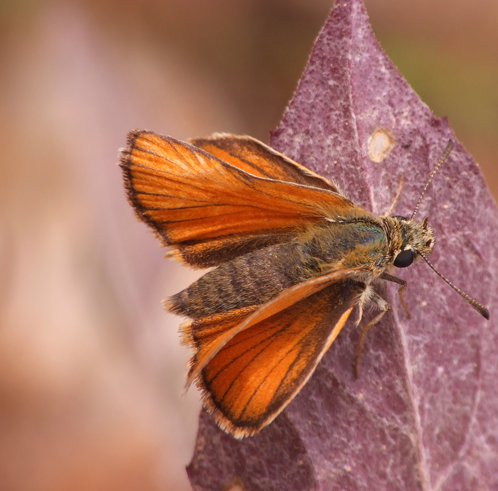 Thymelicus lineola
