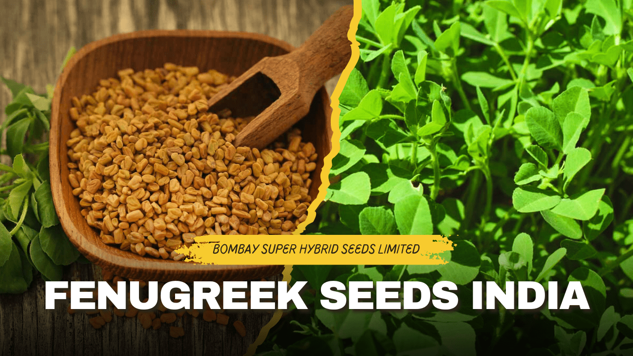 How To Grow And Harvest Fenugreek Seeds At Home Fenugreek Seeds 