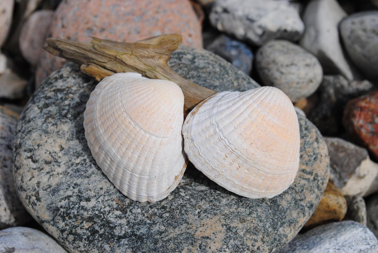 Do clam shells fossilize? unraveling the secrets of paleontological preservation