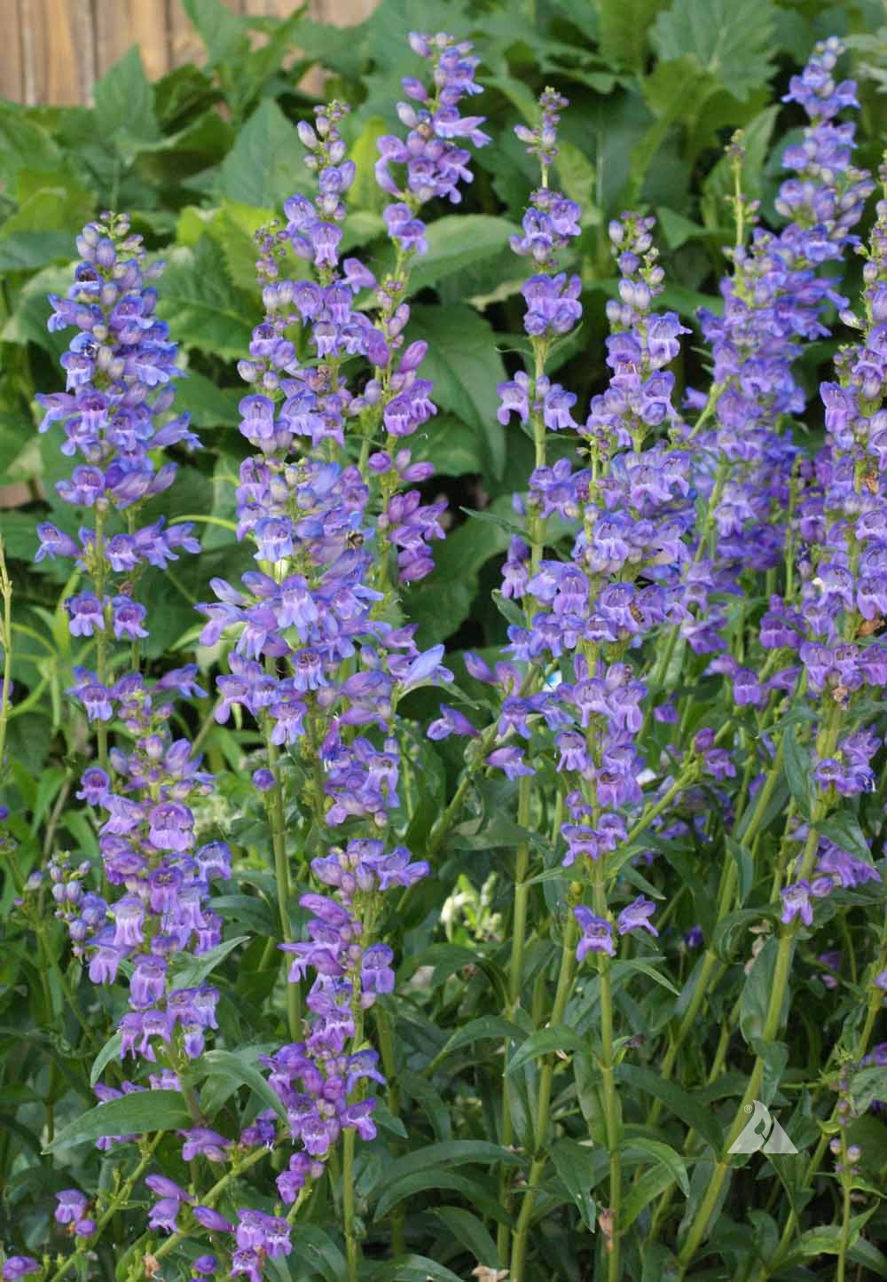 Rocky mountain penstemon (penstemon strictus)
